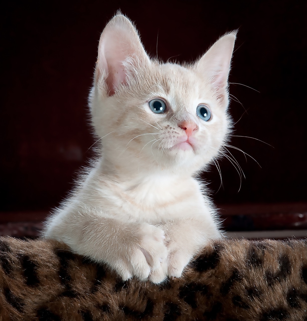 Photograph of a young white-furred cat with blue eyes. It is leaning on its forelegs on some kind
                      of leopard-print fabric and looking at something behind the camera. The background is dark and
                      plain.