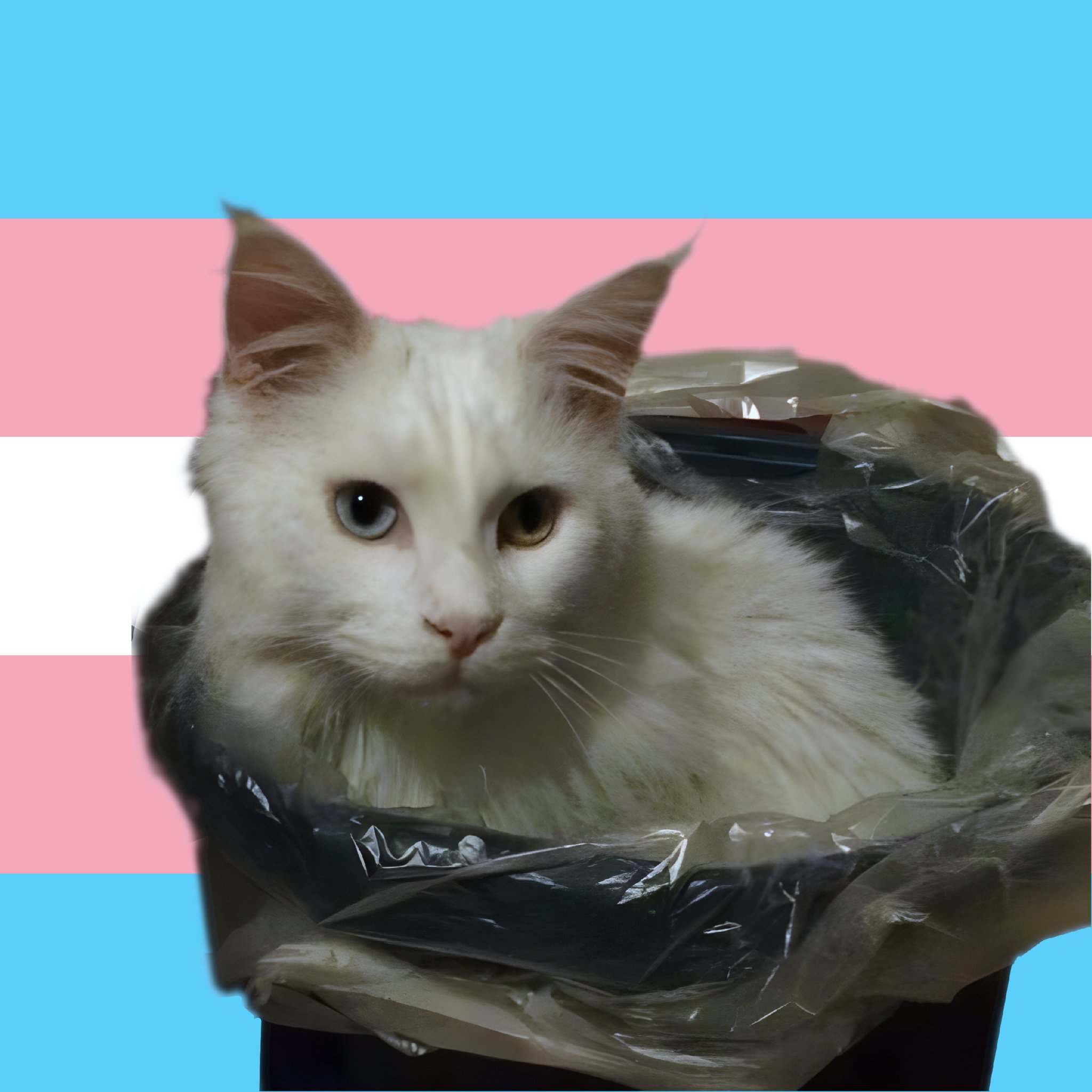 schrottkatze